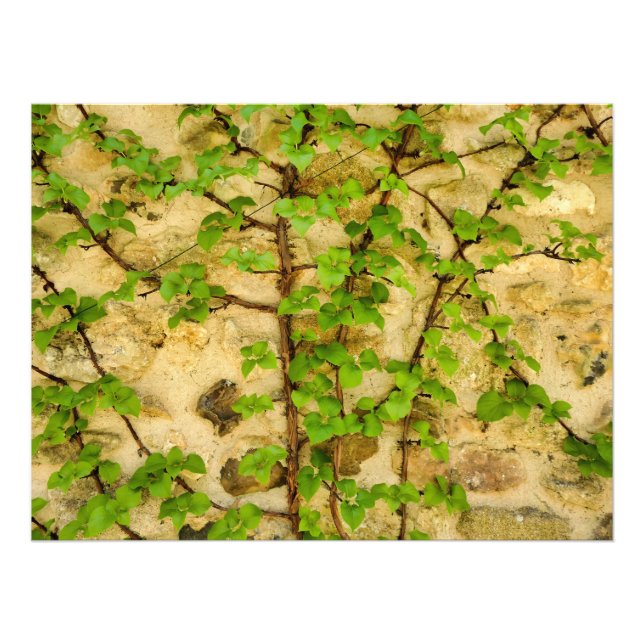 Foto Hydrangea petiolaris (Frente)