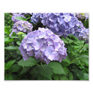 Foto Hydrangeas em jardins de Trebah, Cornualha