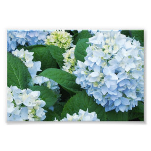 Foto Hydrangeas Photo Impressão