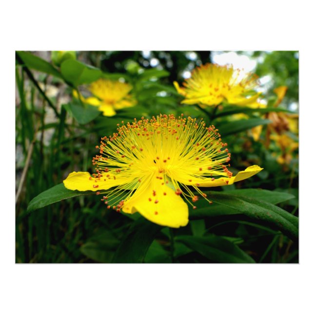 Foto Hypericum calycinum (Frente)