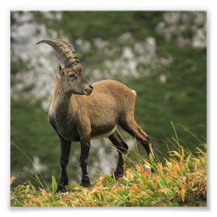 Foto Íbex selvagem alpino, da cabra, ou steinbock
