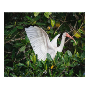 Foto Ibis Branco