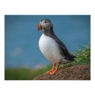 FOTO ICELAND PUFFIN PHOTO