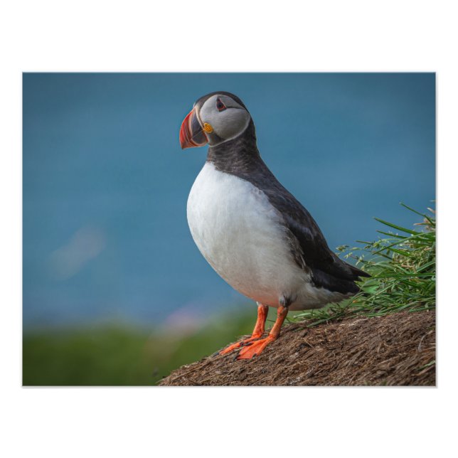 FOTO ICELAND PUFFIN PHOTO (Frente)