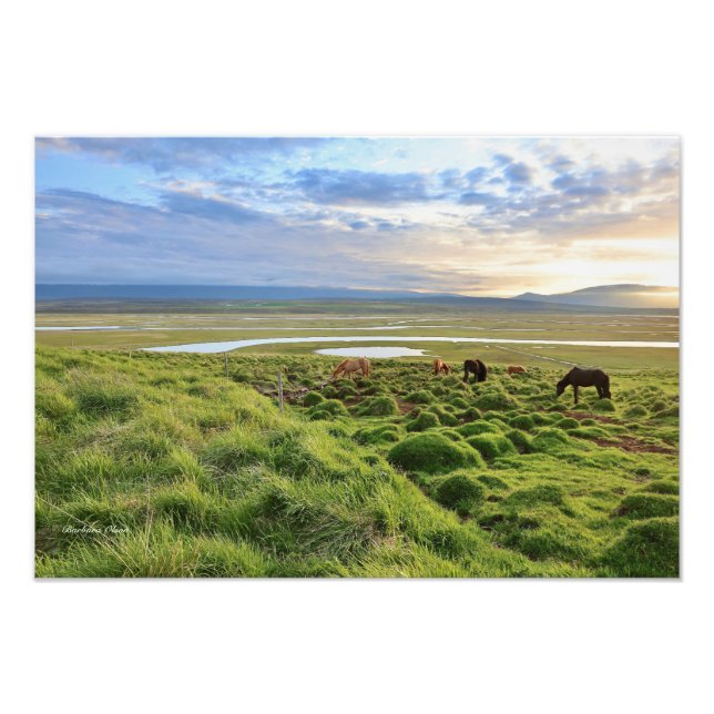 Foto Icelandic horses; country scene (Frente)