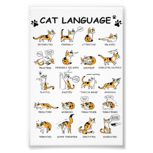 Foto Idioma de Gato, Gatinho Gato Engraçado, Ideia de