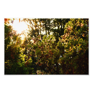 Foto Idyllwil- Pine Cove