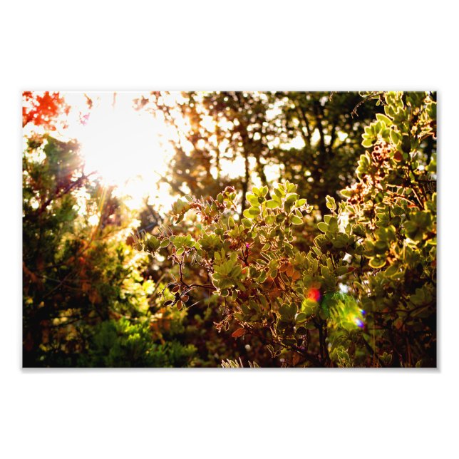 Foto Idyllwil- Pine Cove (Frente)