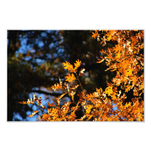 Foto Idyllwil- Pine Cove