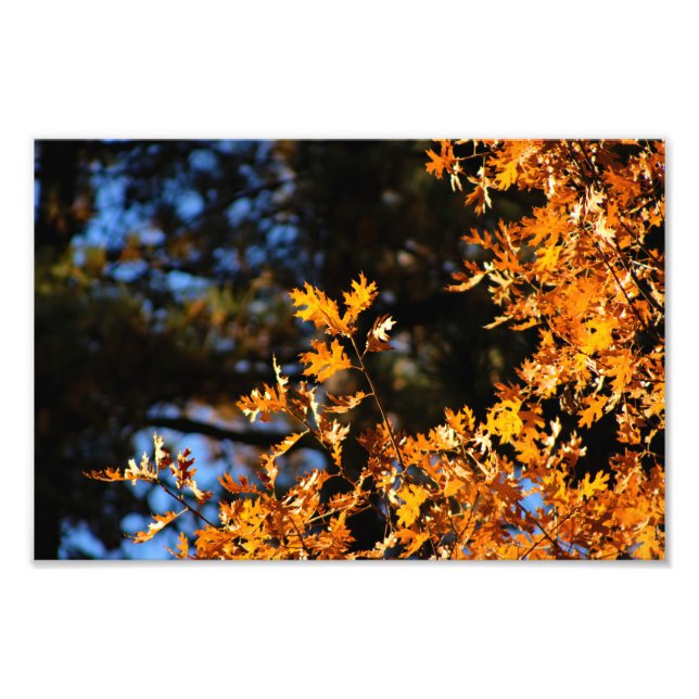 Foto Idyllwil- Pine Cove (Frente)