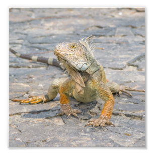 Foto Iguana nova