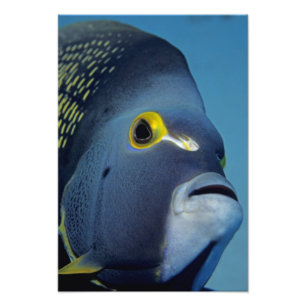 Foto Ilhas Cayman, Peixe-anjo-francês Pomacanthus