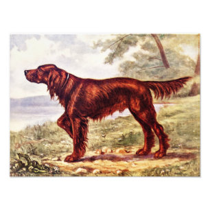 Foto Ilustração 1900 do setter irlandês do cão