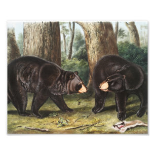 Foto Ilustração Americana do Urso Negro Americano