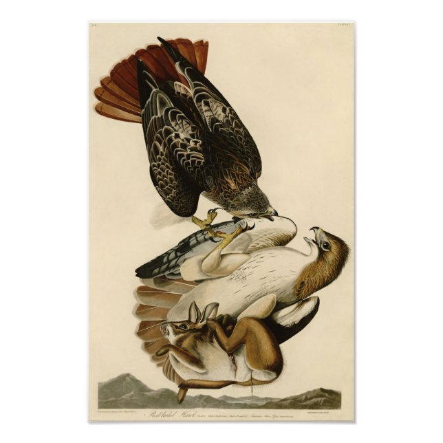 Foto Ilustração Audubon Hawk de cauda vermelha (Frente)