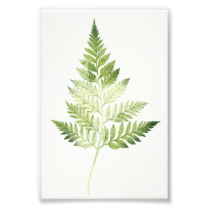 Foto Ilustração Botânica de Fern Verde Minimalista
