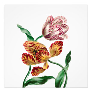 Foto Ilustração Botânica de Tulipa Vintage