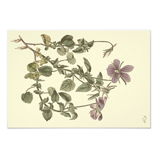 Foto Ilustração Botânica de Violeta-de-chifre (Frente)