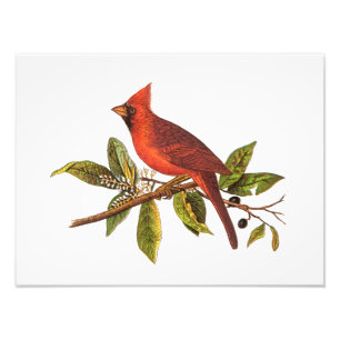 Foto Ilustração cardinal do pássaro da canção do
