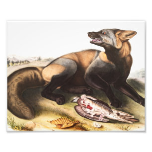 Foto Ilustração da Cruz Fox Americana (Canis vulpes)