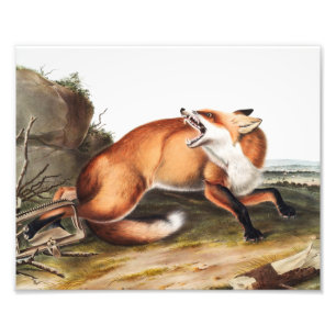 Foto Ilustração da Raposa Vermelha Americana (Vulpes Fu