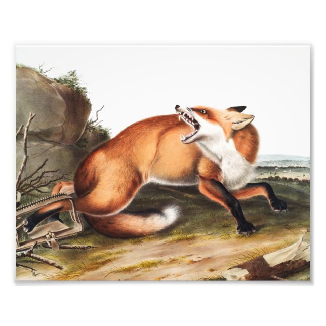 Foto Ilustração da Raposa Vermelha Americana (Vulpes Fu (Frente)