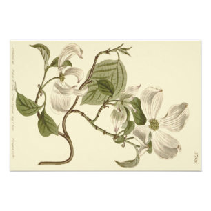 Foto Ilustração das Flores de Mata Branca