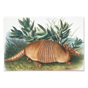 Foto Ilustração de Armadillo (Dasypus Peba) com nove fa