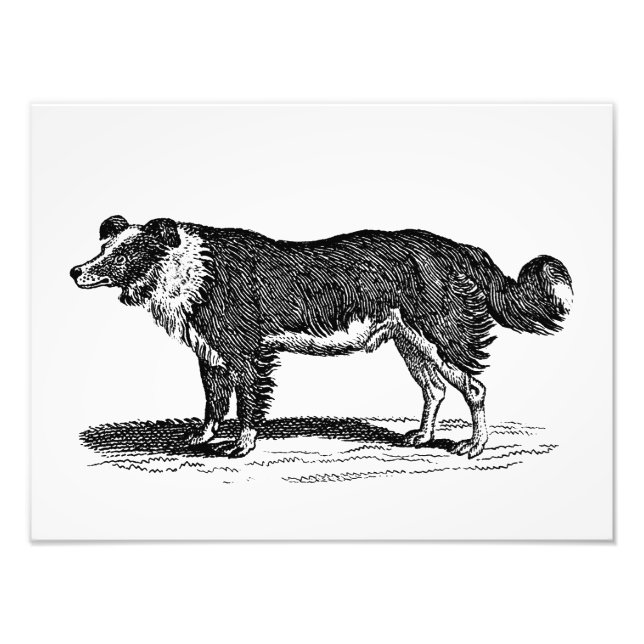 Foto Ilustração de Cachorro Collie Fronteira Vintage 18 (Frente)