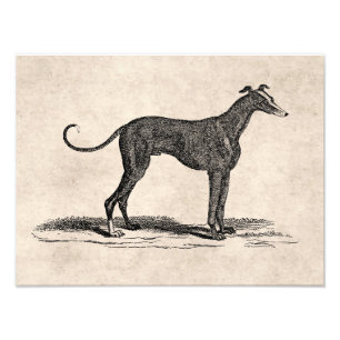 Foto Ilustração de Cães de Greyhound dos anos 1800 - Cã