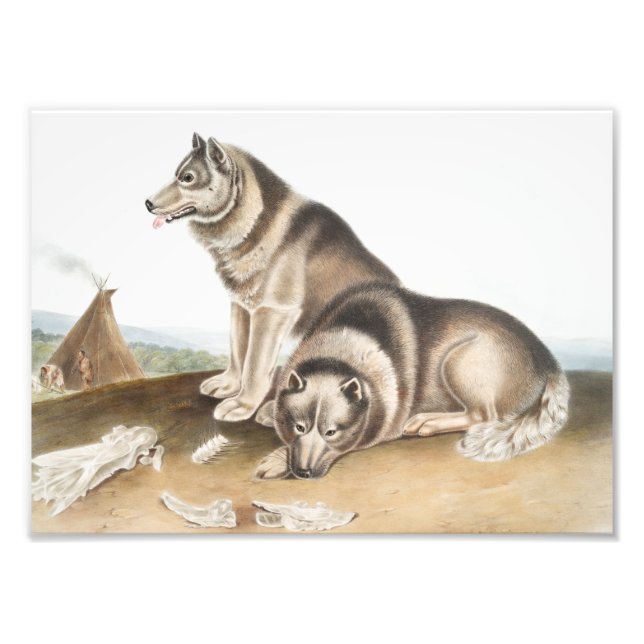 Foto Ilustração de Cão Esquimaux (Canis familiaris) (Frente)