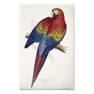 Foto Ilustração De Edward Lear De Mata Vermelha E Ama