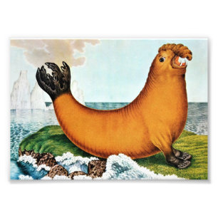 Foto Ilustração de Elefante Marítimo (Zotl)