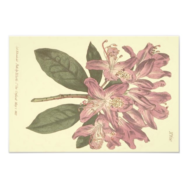 Foto Ilustração de Rododendro Roxo (Frente)