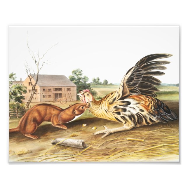 Foto Ilustração de Tawny Weasel (Putorius fuscus) (Frente)