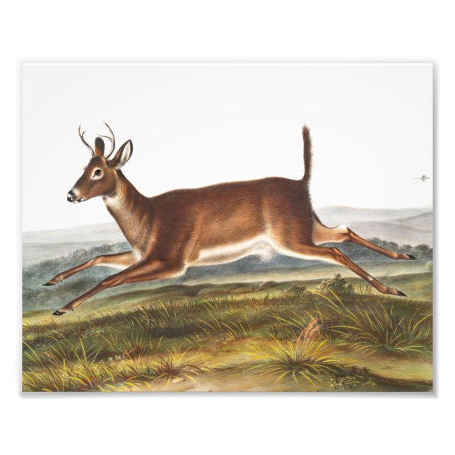 Foto Ilustração de Veado Longo (Cervus leucurus) (Frente)