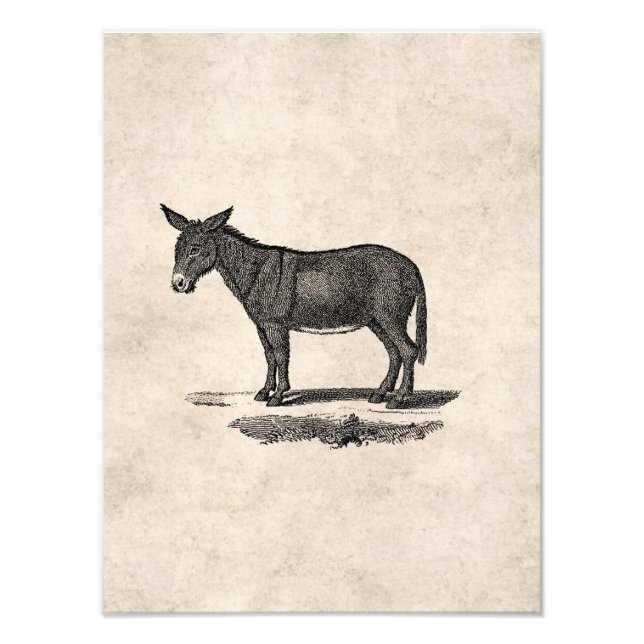 Foto Ilustração de Vintage Donkey - 1800's Donkeys (Frente)