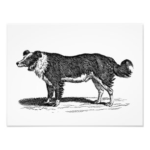 Foto Ilustração do cão de border collie dos 1800s do