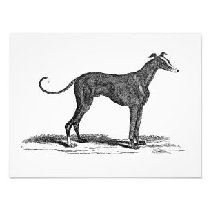 Foto Ilustração do cão do galgo dos 1800s do vintage
