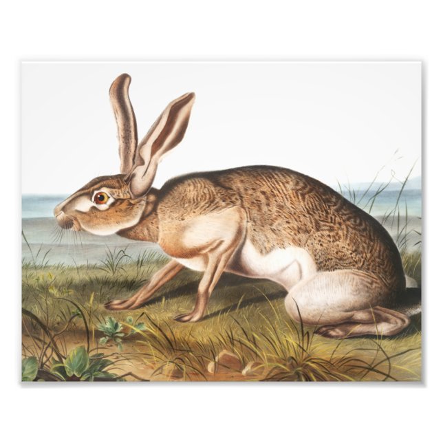 Foto Ilustração do Coelho da Lepus Texianus (Frente)