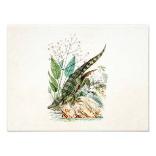 Foto Ilustração do crocodilo do jacaré dos 1800s do
