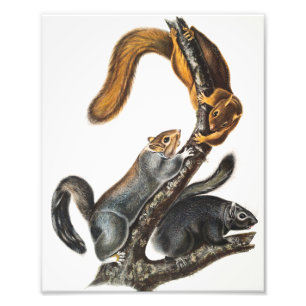 Foto Ilustração do Esquilo Gato (Sciurus cinereus)