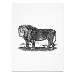 Foto Ilustração do leão do vintage - animal do afric