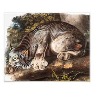 Foto Ilustração do Lynx (Lynx Canadensis) do Canadá