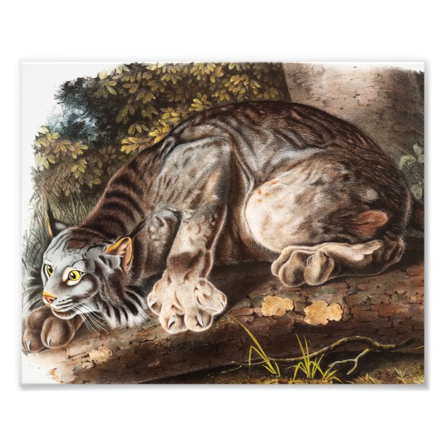 Foto Ilustração do Lynx (Lynx Canadensis) do Canadá (Frente)