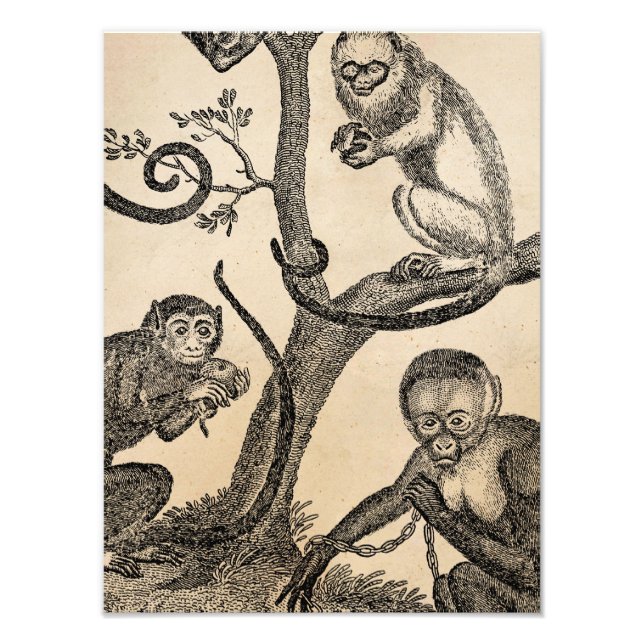 Foto Ilustração do macaco-da-safra - Macacos da década  (Frente)