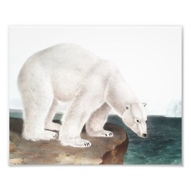 Foto Ilustração do Urso Polar (Ursus maritimus) (Frente)