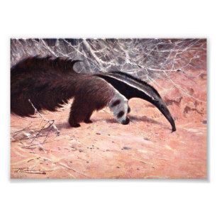 Foto Ilustração do vintage do Anteater gigante
