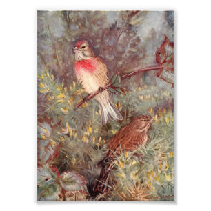 Foto Ilustração do vintage dos pássaros de Linnent