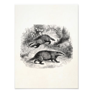 Foto Ilustração dos texugos dos 1800s do texugo do